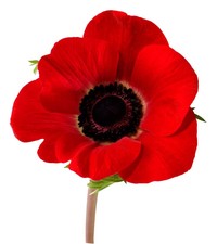 Lest We Forget